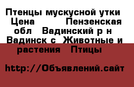 Птенцы мускусной утки › Цена ­ 150 - Пензенская обл., Вадинский р-н, Вадинск с. Животные и растения » Птицы   